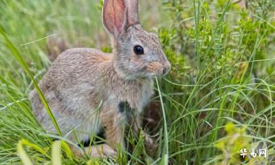 48岁属兔人在2023年本命年运势好不好？