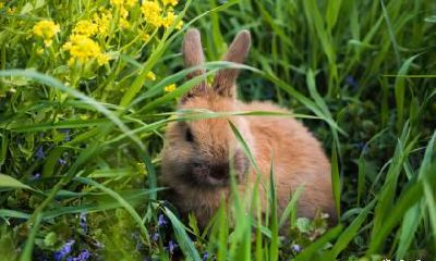 属兔人2023年兔年农历六月装修吉日有几天？是哪几天？