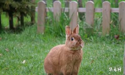 生肖兔2023年农历六月装修动土黄道吉日查询