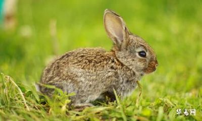 生肖属兔人2023年农历三月装修哪天最吉利？