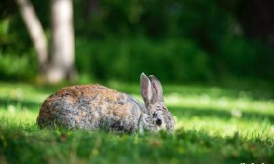 生肖属兔的人可不可以在2023年本命年搬家？