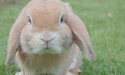 2023兔年七言对联春联精选，2023兔年为什么叫黑兔？