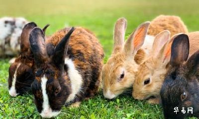 2023年适不适合属兔人跟属羊人结婚领证？