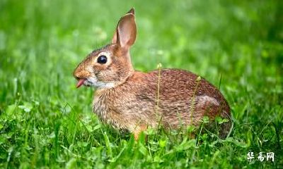 2023年兔年太岁将军是谁？2023兔年风水衣服颜色