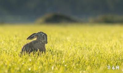 属兔人跟属马人在2023年结婚怎么样？适不适合？