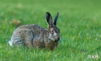 属兔跟属蛇在2023年卯兔年结婚吉利吗？婚姻会幸福吗？