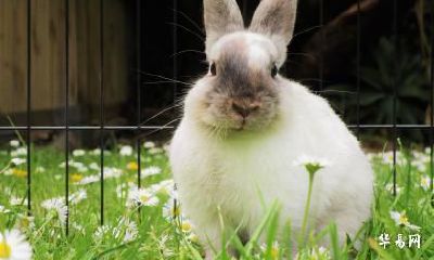 生肖兔跟生肖虎可以在2023年兔年结婚吗？