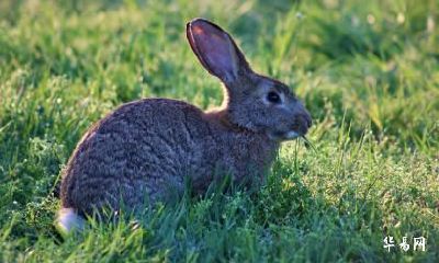 属兔人跟属鼠人可以在2023年结婚吗？