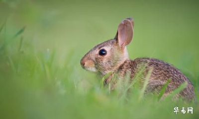 老公属狗我属兔2023年生属兔的宝宝好吗？