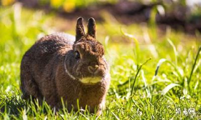 老公属鸡我属兔可不可以在2023年生孩子？