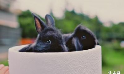 老公属羊我属兔2023年怀孕生小孩怎么样？