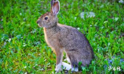 2023年属兔人年龄周岁虚岁多大？2023年属兔犯太岁吗？