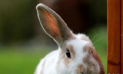 我属马老公属兔2023年生一个属兔的孩子好不好？