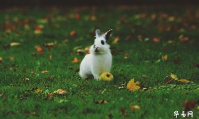 我属龙老公属兔2023年生孩子好吗？属龙妈妈生兔宝宝好吗？