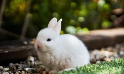 我属狗老公属兔2023年生属兔宝宝好吗？