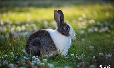 老公属兔我也属兔可以在2023年本命年怀孕生孩子吗？