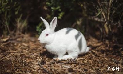 老公属虎我属兔2023年生一个属兔的孩子可以吗？