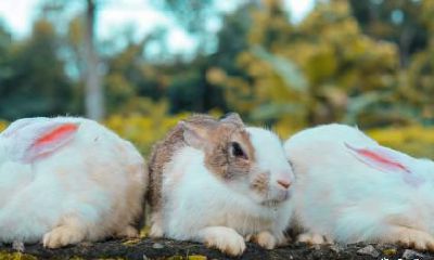 老公属牛我属兔2023年生属兔的宝宝怎么样？