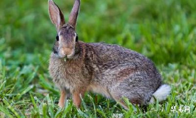 老公属鼠我属兔可不可以在2023年怀孕生孩子？