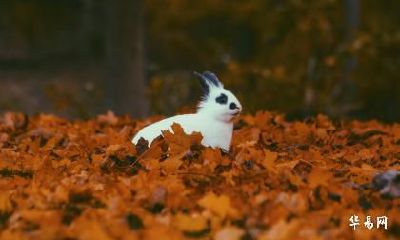 1987年属兔人2023年感情运势怎么样？