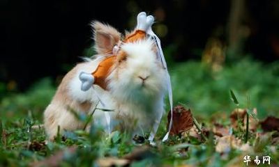 生肖属兔人2023年吉利数字是几？忌讳哪个数字？