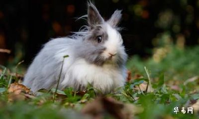 2023年农历四月生肖兔订婚吉日一览