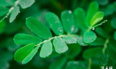 寒露出生的狗宝宝命好不好？寒露属哪个星座