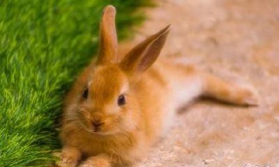 属兔人在2023年农历闰二月哪天订婚最吉利？