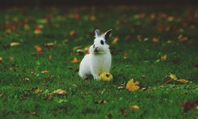 生肖兔2020年贵人运好吗？什么是月德贵人？