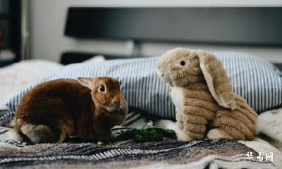 谁是生肖兔一辈子的靠山？什么属相能扶持属兔人