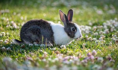 属兔的文昌位在哪里？什么是文昌位？