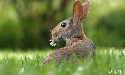 2023癸卯年生肖属兔的要小心一个人，小心什么属相？