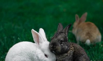 1975年的属兔人一生三大坎是哪些？大劫年是什么时候