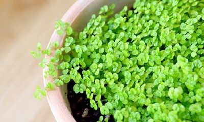 1968年出生属猴的今年多大