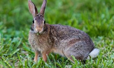 87年出生的生肖兔一定会二婚？生肖兔的婚配情况你知道吗？