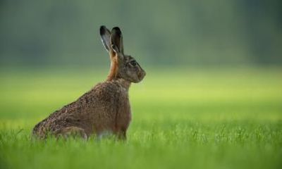 属兔的人2019年过年前能不能跳槽？开运方位在哪？