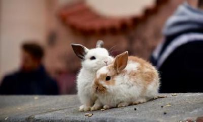 1999年属兔运势转折点在哪一年？大运年是什么时候