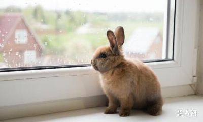 属兔最富贵的出生日 农历几日出生是富贵命