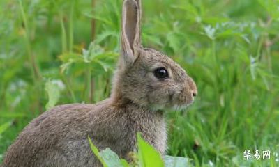 2023年属兔幸运色和忌讳色分别是什么