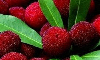 属猴的人最真实的谎言是什么