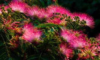 属猴夫妻间的和睦相处之道是怎样的