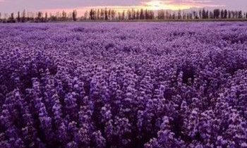 属猴女人要嫁给你的表现是怎样的