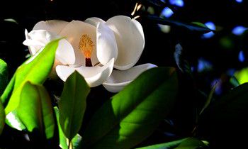 属猴男生不能忍受女友的什么