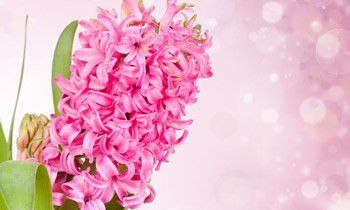 属猴人如何与同事相处