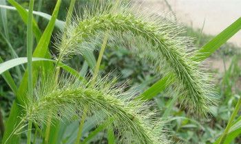 属猴女生如何被追求