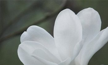 属猴人把什么放在第一位