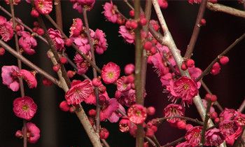 属猴人约会时应避免的错误是什么