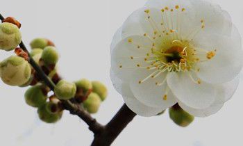 让属猴男生死心塌地的宝典