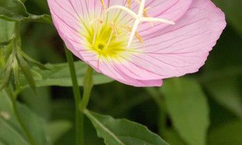 为属猴爸爸选礼物