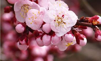 属猴最令人骄傲的优点是什么